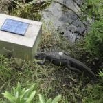 Everglades NP Marker with Alligator 2 Everglades NP Marker with Alligator 2
