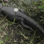 Everglades NP Marker with Alligator 3 Everglades NP Marker with Alligator 3