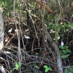 White Ibis White Ibis