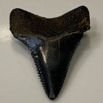 Great White Sharks Tooth Great White Sharks Tooth