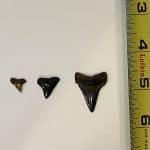 Shark Teeth Shark Teeth