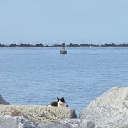 Cat on Beach at Mayport Cat on Beach at Mayport