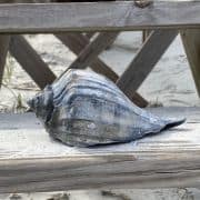 Conch on Beach at Mayport 1 Conch on Beach at Mayport 1