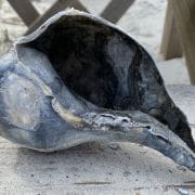 Conch on Beach at Mayport 2 Conch on Beach at Mayport 2