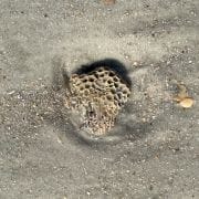 Coral on Beach at Mayport Coral on Beach at Mayport