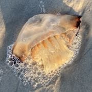 Jellyfish Found on Beach at Mayport 1 Jellyfish Found on Beach at Mayport 1