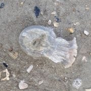 Jellyfish Found on Beach at Mayport 2 Jellyfish Found on Beach at Mayport 2