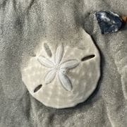 Sand Dollar Found on Beach at Mayport Sand Dollar Found on Beach at Mayport