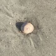 Shell on Beach at Mayport 1 Shell on Beach at Mayport 1