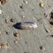 Shell on Beach at Mayport 2 Shell on Beach at Mayport 2