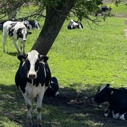 Trout Run Trail Cows Trout Run Trail Cows