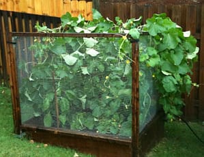 Raised Bed in VA with Cucumber Plant