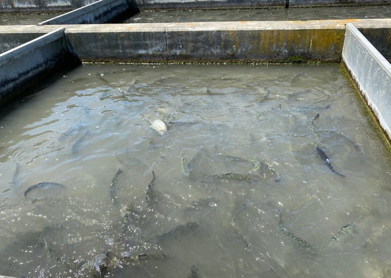 Trout at Decorah Fish Hatchery