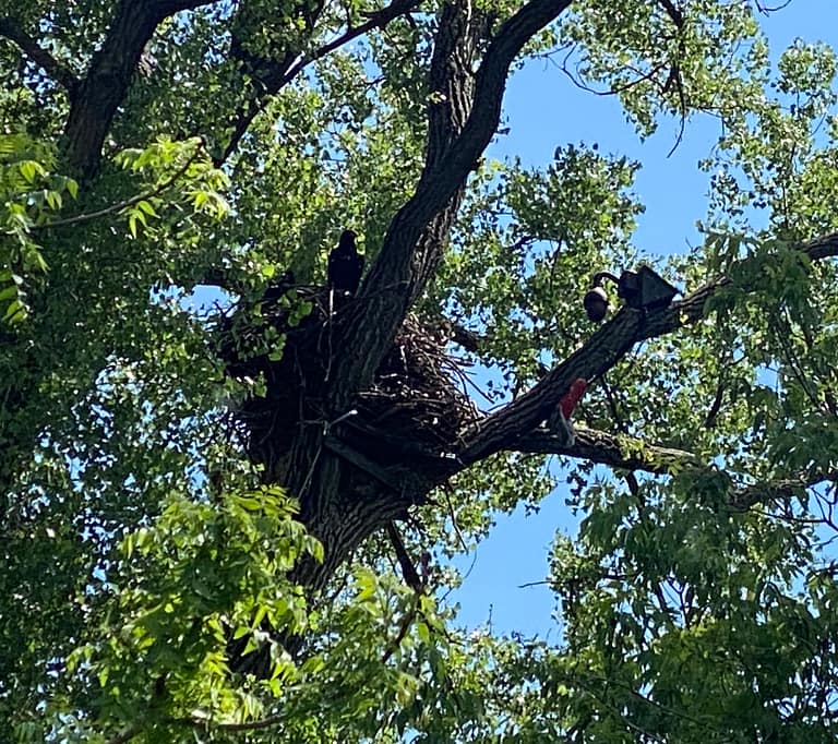 Decorah Eagles Nest