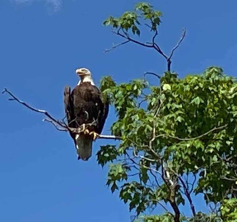 Parent Eagle